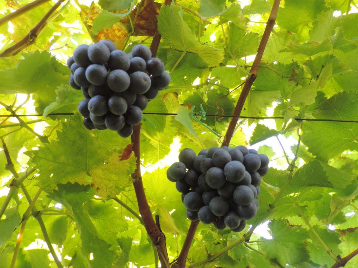 Boutique Appartamento Bacchus Marlengo Dış mekan fotoğraf